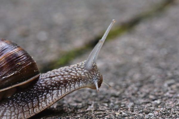 snail, mollusc, snail species-7272967.jpg